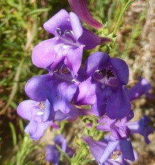 Penstemon heterophyllus
