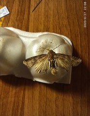Lepidoptera