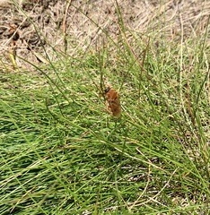 Coenomyia
