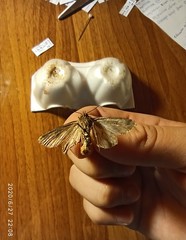 Lepidoptera