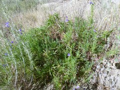 Penstemon heterophyllus