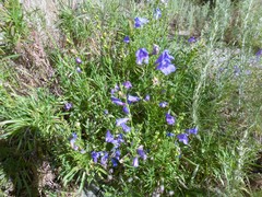 Penstemon heterophyllus