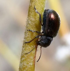 Colaspidea smaragdula