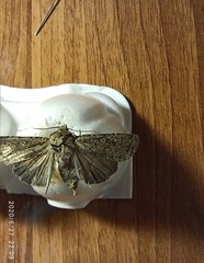Lepidoptera