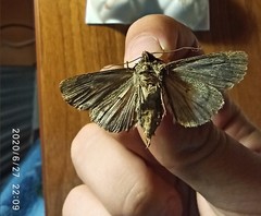 Lepidoptera