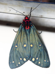 Taicallimorpha albipuncta