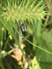 Calligrapha philadelphica
