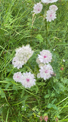 Astrantia major