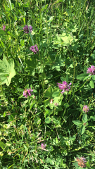 Trifolium medium