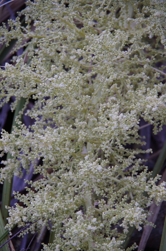 Image of Nolina erumpens by (c) Eric Knight, some rights reserved (CC BY)