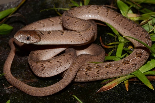 Dasypeltis Palmarum · Inaturalist