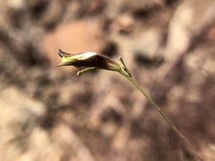 Cordylanthus tenuis brunneus