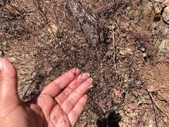 Cordylanthus tenuis brunneus