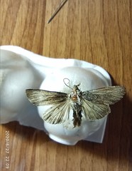Lepidoptera