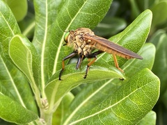 Cophinopoda