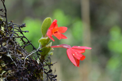Fernandezia sanguinea