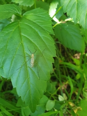 Limonia phragmitidis