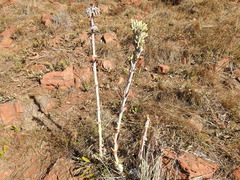 Paddle Plant (Kalanchoe thyrsiflora)