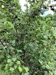 Ribes nigrum