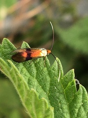 Nemophora fasciella