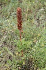 Orobanche alsatica