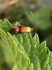 Nemophora fasciella