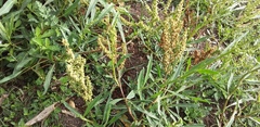Rumex mexicanus