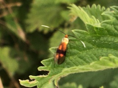 Nemophora fasciella