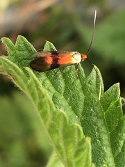 Nemophora fasciella