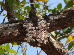 Dendrobium turbinatum