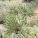 Yucca constricta - Photo (c) Kenneth Bader,  זכויות יוצרים חלקיות (CC BY-NC), הועלה על ידי Kenneth Bader