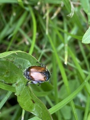 Phyllopertha horticola