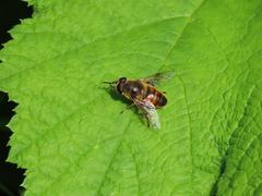 Eristalis tenax