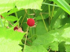 Rubus parviflorus