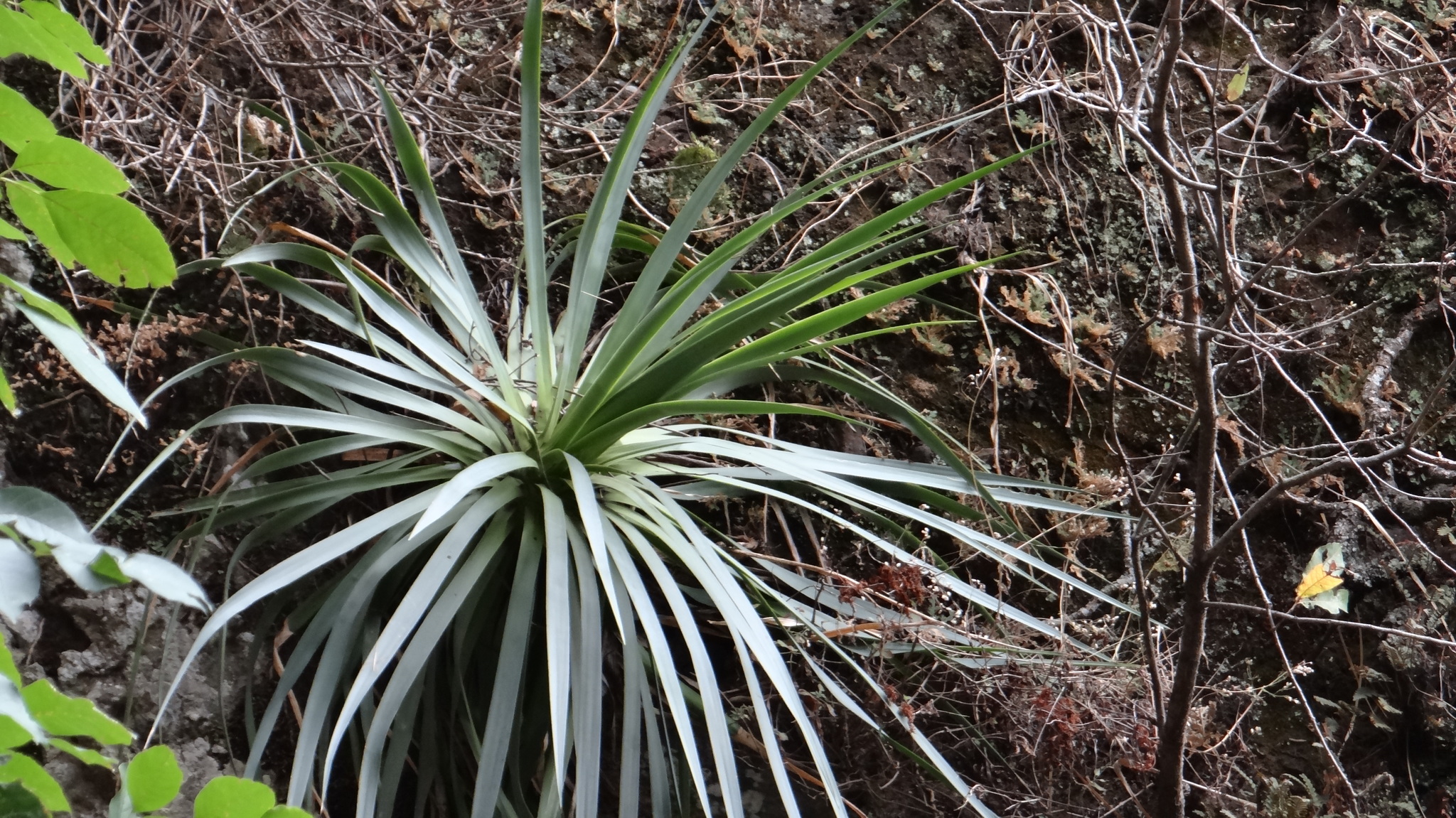 Photos of Agave dasylirioides  iNaturalist