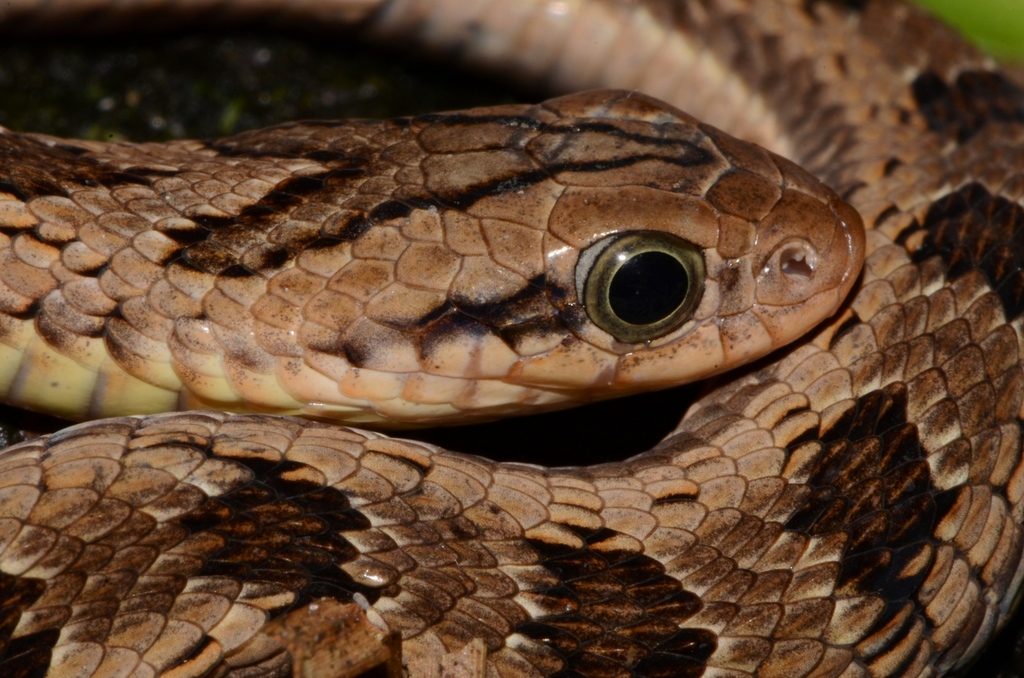 Spotted Night Adder
