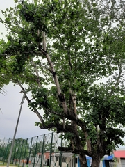 Terminalia catappa