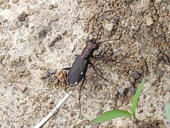 Cylindera germanica