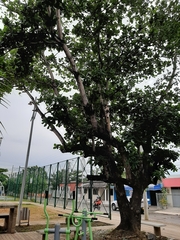 Terminalia catappa