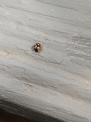 Brachiacantha ursina