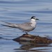 Aleutian Tern - Photo (c) Donna Pomeroy, some rights reserved (CC BY-NC), uploaded by Donna Pomeroy