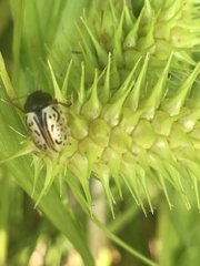 Calligrapha philadelphica