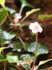 Shortia rotundifolia