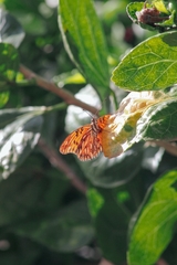 Dione vanillae