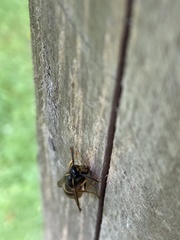 Dolichovespula saxonica