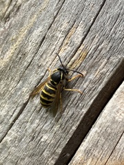 Dolichovespula saxonica