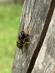 Dolichovespula saxonica