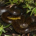Smith's African Water Snake - Photo no rights reserved, uploaded by Marius Burger