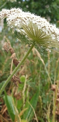 Daucus carota