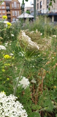 Daucus carota